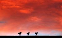 Three-Gulls-On-A-Roof[by.Cor][1440x900]